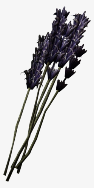 Lavender - Lavender Skyrim #174144