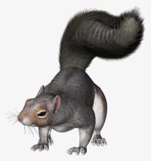 Squirrel - Grey Squirrel Clipart Png #174420