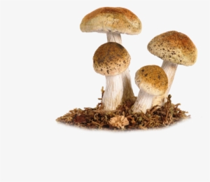 Mushroom Png Image - Champignons Automne #174485