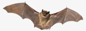 Bat Png - Bat Transparent Background #174659
