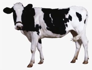 Black White Cow - Cow Png #175341