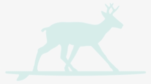 Surfing Deer Seafoam Deer - Deer On 30a In Florida #175884