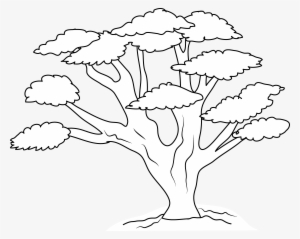 Oak Tree Branch Drawing At Getdrawings - Clip Art #176276