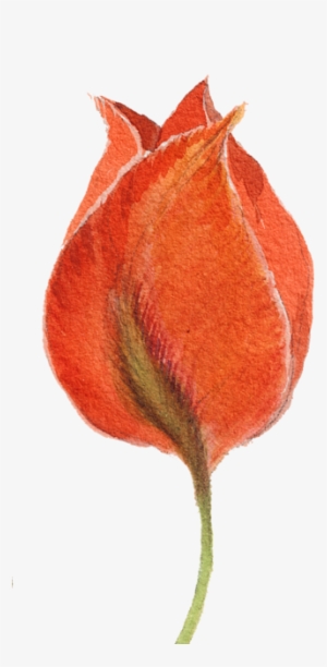 Click And Drag To Re-position The Image, If Desired - Watercolor Painting #176432