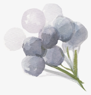 Dusk8 - Date Palm #176791