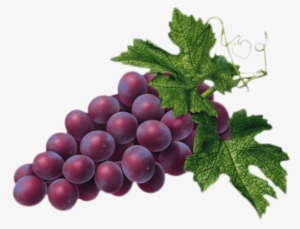 Red Grape Png Picture - Red Grapes Clipart #176921