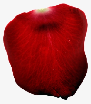 Single Rose Petal Png #177044