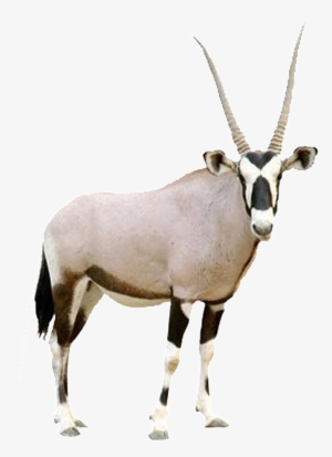 Hd Beautiful Tibetan Antelope Static Png - Arabian Oryx White Background #177066