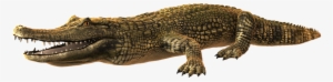 Alligator Png Photo - Crocodiles #177116