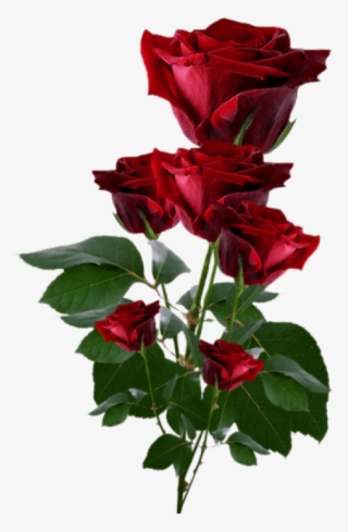 Hearts And Roses, Red Roses, Pretty Flowers, Red Flowers, - Roses Png #177490