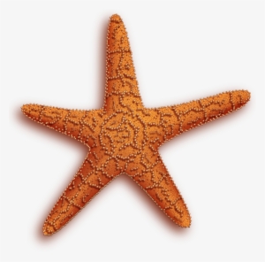Starfish Png - Star Fish Gif Transparent #177633