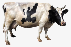 Cow Image - Cow Png #178042