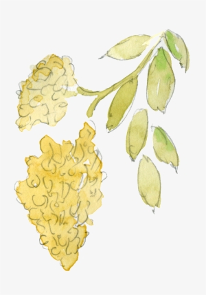 This Graphics Is Water Yellow Honey Leaf Transparent - Illustration #178218