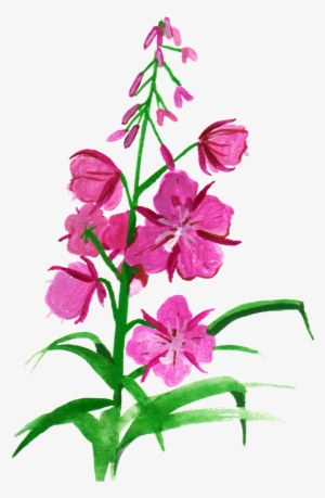 Vector Free Download Botanical Illustration Flower - Drawing Fireweed #178354