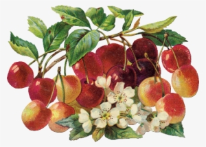 Frut05 - Art Print: Chromos, Cerises, 9x16in. #179402