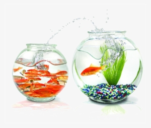 Praneetha Fish Aquariums Wallpaper Circular Transprent - Fish White Back Ground #179676