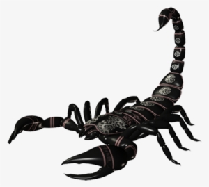 Scorpion Png #179726
