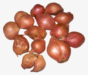 Onion Shallots Png Image - Onion #179930