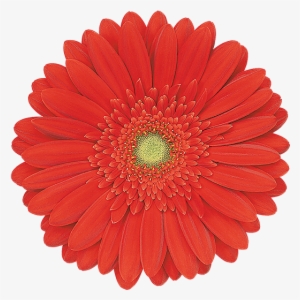 Red Explosion® - Qa 42 Snowthrower Sprocket #1700098