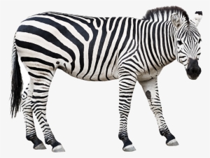 Zebra Stock Clip Art #1700497