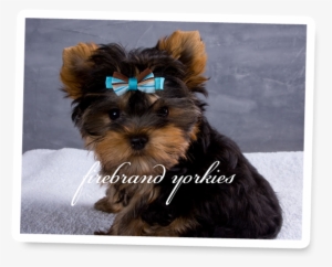 Quality Yorkshire Terrier Breeder - News #1700574
