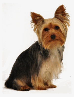 Yorkie Rescue South Africa - Custom Made Photo T Shirts And Baby Creepers #1700597