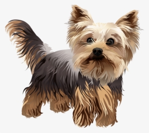 Banner Transparent Tshirt Standing Vibrant Animal Den - Yorkshire Terrier #1700624