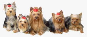 Bluebonnet Yorkshire Terrier Club - Yorkshire Terrier Png #1700654