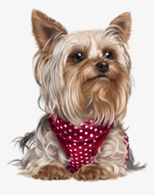 Yorkshire Terrier - Teacup Yorkie #1700776
