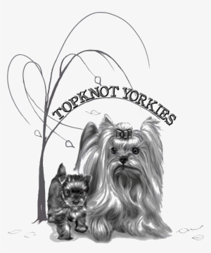 Topknot Yorkshire Terriers Logo - Yorkie Top Knot #1700804