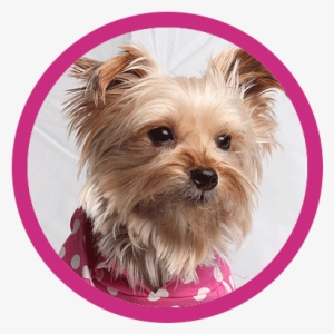 About - Yorkshire Terrier #1701005