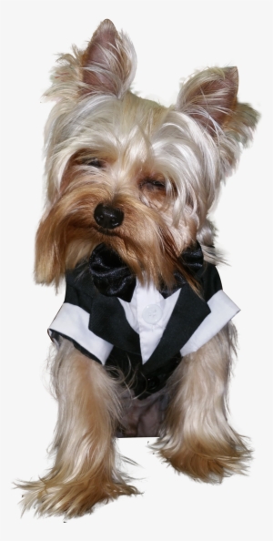 How Much Do Yorkshire Terriers Shed - Yorkshire Terrier #1701096