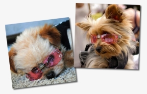 2 Yorkies Pink Doggl - Yorkshire Terrier #1701169