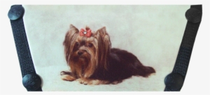 Yorkshire Terrier #1701308