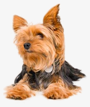 Share This Image - Yorkshire Terrier #1701333
