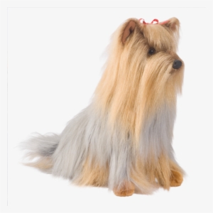 Cody Yorkie - Cody Yorkshire Terrier Dog #1701354