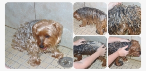 Yorkie Splash Wash - Yorkshire Terrier #1701405