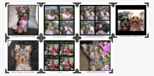 Yorkie Wait List For Our Happy Yorkie Customers " - Yorkshire Terrier #1701573