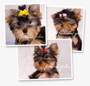 Puppies For Sale - York Terriers #1701873