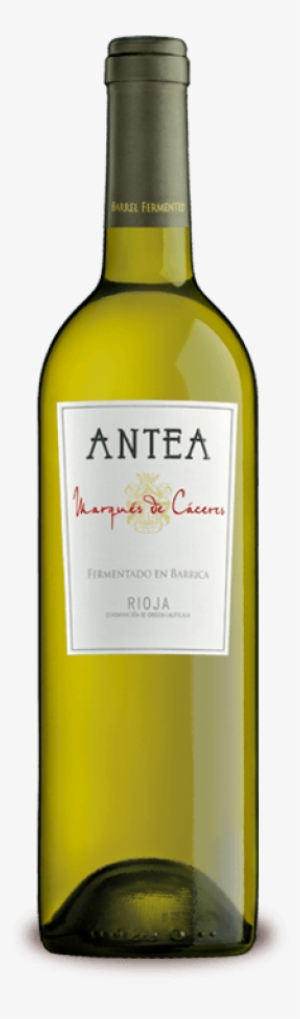 White & Rosé Wines - Antea Marques De Caceres #1701898