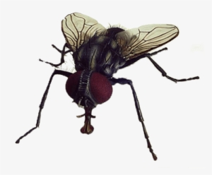 Fly Close Up - Fly With Transparent Background #1701900