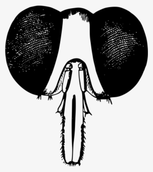 Fly Computer Icons Insect Drawing - Fly Head Clipart #1702097