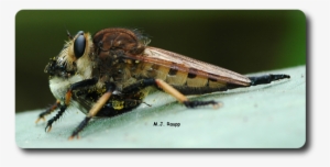 With A Bumble Bee Neatly Tucked Between It's Legs, - Robber Flies #1702199 With A Bumble Bee Neatly Tucked Between It's Legs, - Robber Flies #1702199