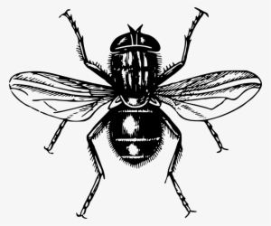 Fly Honey Bee Insect Lord Of The Flies Mosquito #1702338 Fly Honey Bee Insect Lord Of The Flies Mosquito #1702338