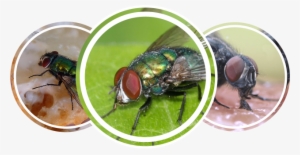 Flies - House Fly #1702421