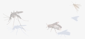 Flies Side Image - Berantas Malaria #1702443