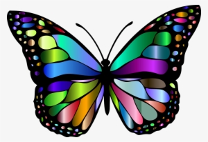 Butterfly Insect Chromatic Animal Colorful Flying 1769728 - Butterfly Insect #1702548