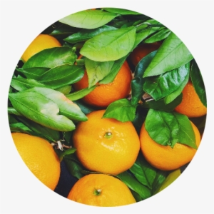 Oranges #1703201