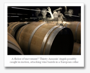 Weepeing Angels Barrels 2 - Wine #1703205