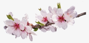 Flor De Almendro Png #1703426